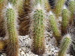 Echinocereus longisetus SB 1707