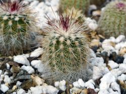Echinocereus milleri MAO 0019
