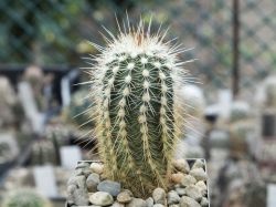 Echinocereus milleri MAO 0019