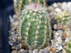 Echinocereus pectinatus P 306