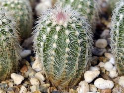 Echinocereus pectinatus SB 553