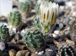 Echinocereus pulchellus v. sharpii SB 1569