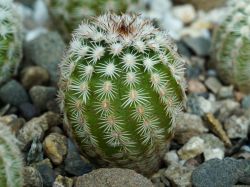 Echinocereus reichenbachii