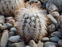 Echinocereus reichenbachii v. albispinus SB 211