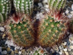 Echinocereus russanthus PP 723.1 Двухголовый