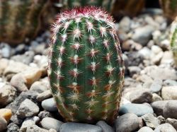 Echinocereus viridiflorus v. minor SB 170