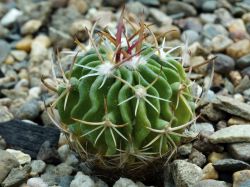 Echinofossulocactus anfractulosus CSD 019