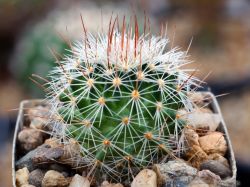 Echinofossulocactus crispatus L 738
