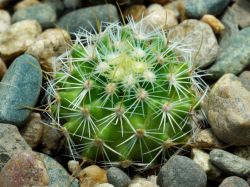 Echinofossulocactus dichroacanthus N 86.025