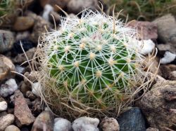 Echinofossulocactus erectocentrus L 1008