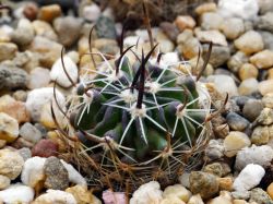 Echinofossulocactus gladiatus