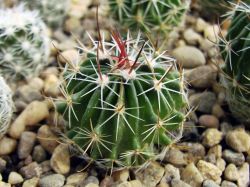 Echinofossulocactus gladiatus