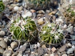 Echinofossulocactus gladiatus