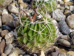 Echinofossulocactus grandicornis SB 437