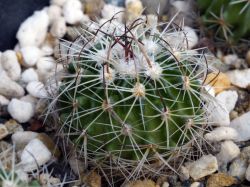Echinofossulocactus heteracanthus
