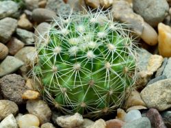 Echinofossulocactus heteracanthus N 87.006
