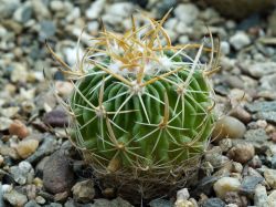 Echinofossulocactus lancifer