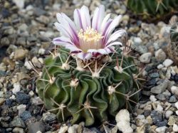 Echinofossulocactus pentacanthus PP 408