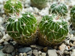 Echinofossulocactus pentacanthus PP 408 Двухголовый