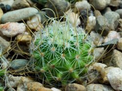 Echinofossulocactus phyllacanthus CSD 161