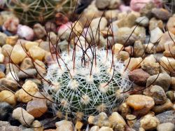 Echinofossulocactus zacatecasensis SB 18