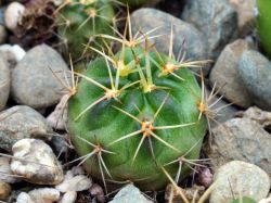 Echinopsis calorubra VZ 271