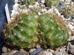 Echinopsis kermesina Двухголовый