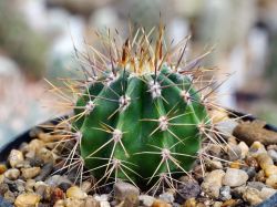 Echinopsis leucantha VG 299