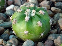 Echinopsis obrepanda WR 293
