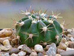 Echinopsis obrepanda VZ 129