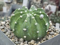 Echinopsis subdenudata