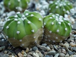 Echinopsis subdenudata Двухголовый