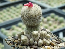 Epithelantha micromeris v. rufispina