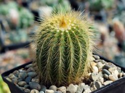 Eriocactus warasii