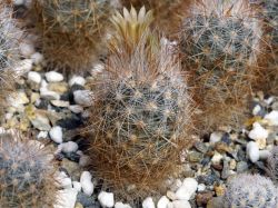 Escobaria chaffeyi GM 631