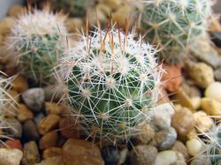 Escobaria chihuachuensis SB 16