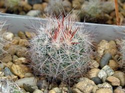 Escobaria dasyacantha