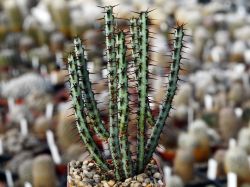 Euphorbia aeruginosa