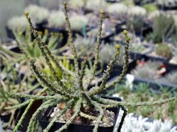 Euphorbia albipollinifera