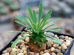Euphorbia bupleurifolia x susannae