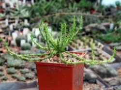 Euphorbia caput-medusae