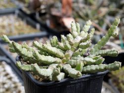 Euphorbia debilispina