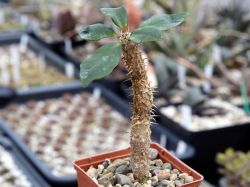 Euphorbia delphinensis