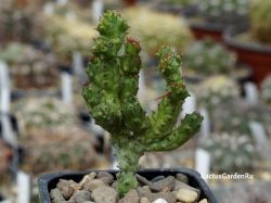 Euphorbia enopla f. mostruosa