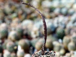 Euphorbia platyclada