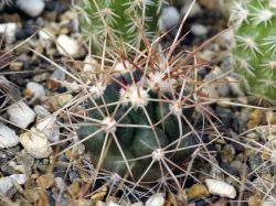 Ferocactus acanthodes PS 114