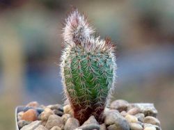 Frailea alacriportana LB 912