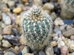 Frailea albispina