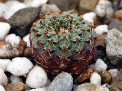 Frailea cataphracta