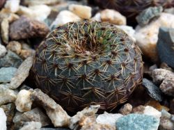 Frailea cataphracta v. tuyensis LB 83
